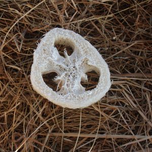 Loofahbit
